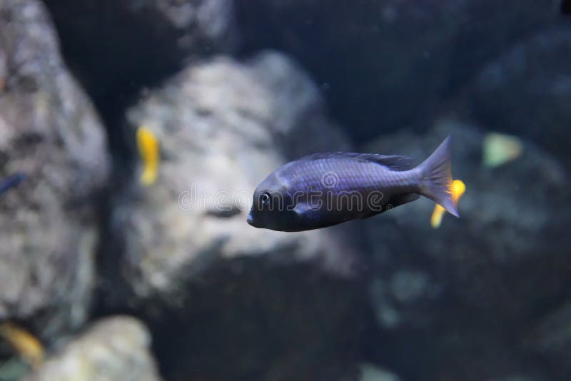 Dark blue aquarium fish stock photo. Image of tank, underwater 66204816