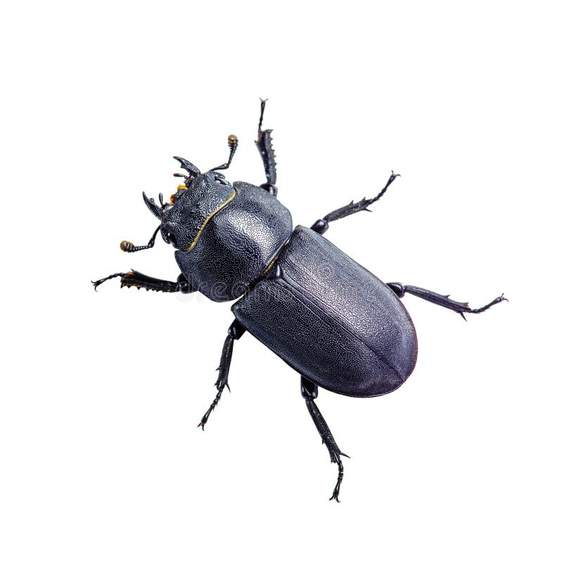 Dark Blue Beetle Insect Isolated on White stock photography
