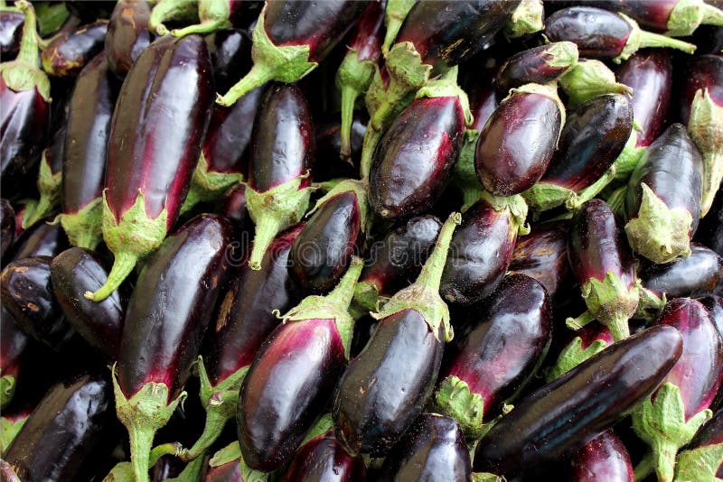 Ripe Purple Eggplants Growing on the Bush Stock Photo Image of cook