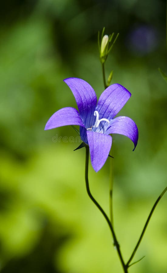 Dark blue flower