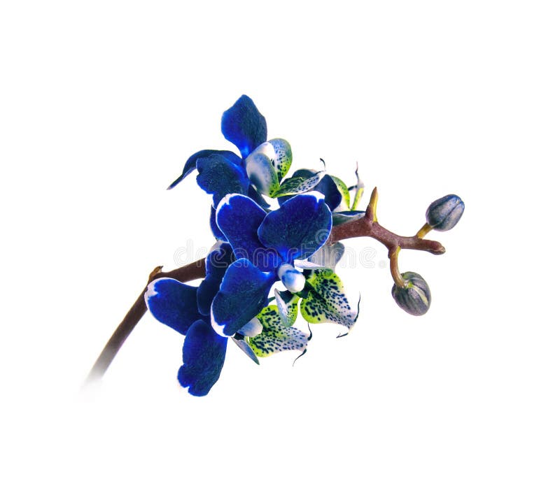 Dark blue orchid phalenopsis branch in blooms closeup flower isolated on white background. Symbol of luxury stock photography Dark blue orchid phalenopsis branch in blooms closeup flower isolated on white background. Symbol of luxury stock photography
