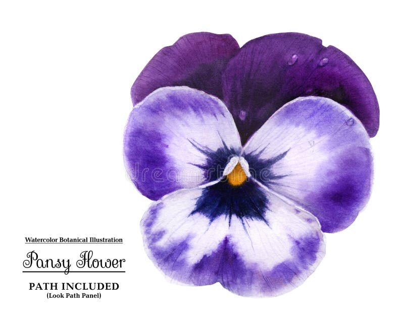 Dark blue pansy flower with watercolor