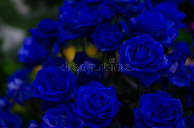 Dark Blue Rose Flower. stock photo. Image of emotion - 84512764
