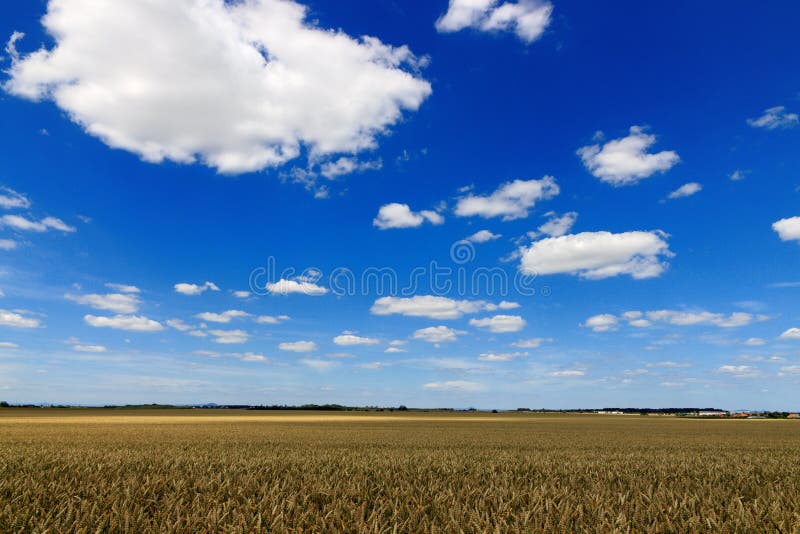 Wheat field with clouds stock photo. Image of farmland 189478716