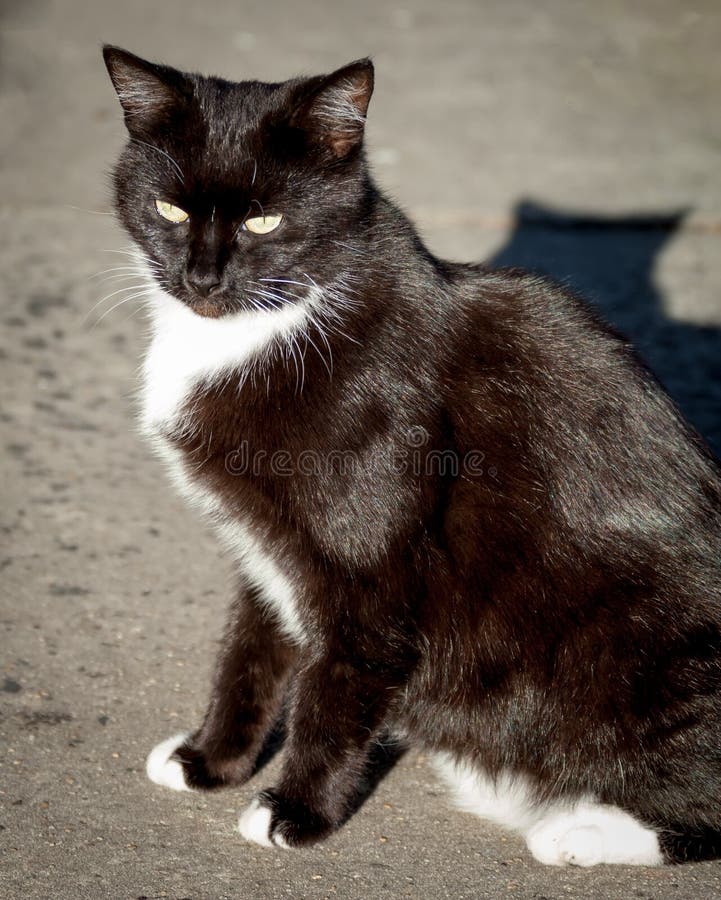  Dark  Brown  Cat  With White Socks And Bib On Sidewalk Stock 