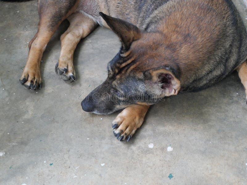 why do dogs lay on hot concrete