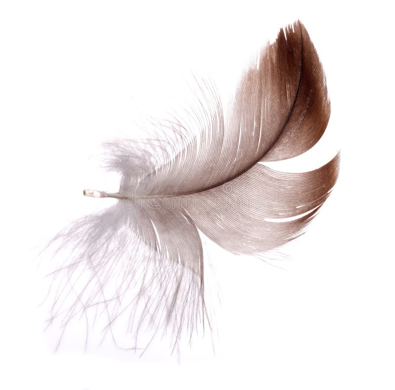 Dark Brown Feather Isolated on White Stock Photo Image of backgrounds