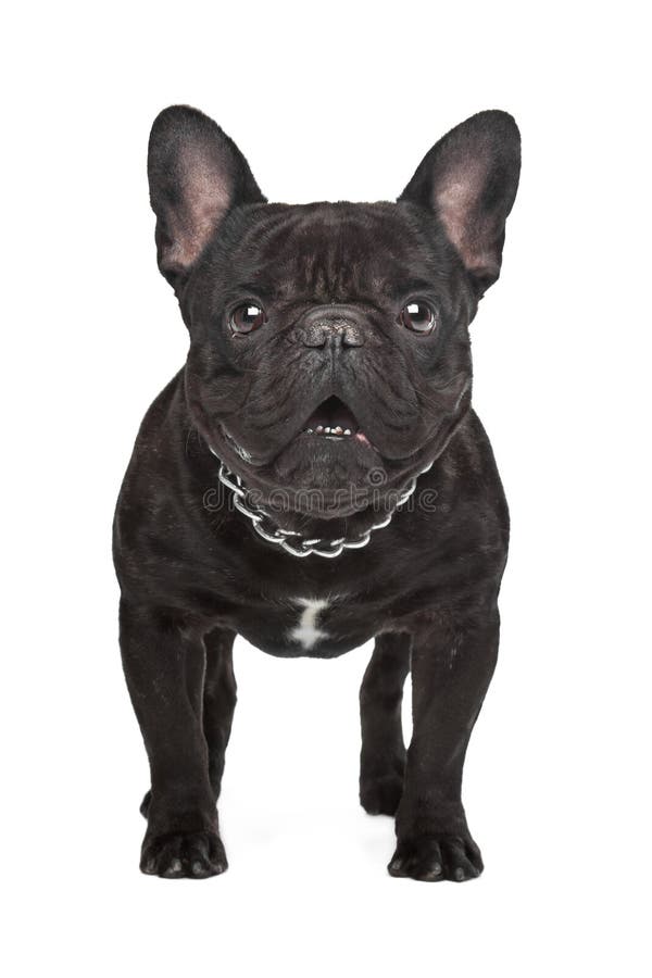 Dark brown French bulldog stock photo. Image of bulldog - 25682468