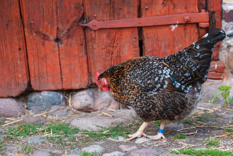 A dark brown hen is walking in the yard at the entrance to its house