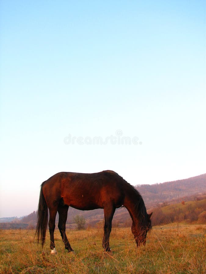 Dark brown horse