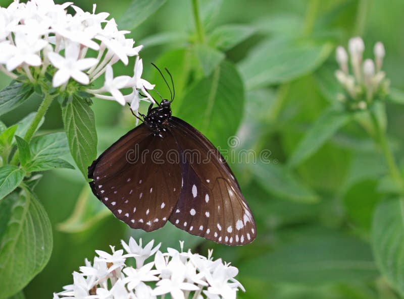 The Dark Brown with White Spots Butterfly Sitting on Flower Stock Photo