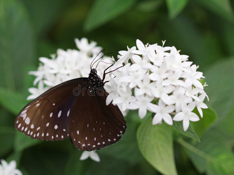 The Dark Brown with White Spots Butterfly Sitting on Flower Stock Photo