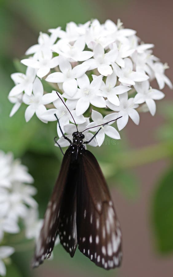The Dark Brown with White Spots Butterfly Sitting on Flower Stock Photo