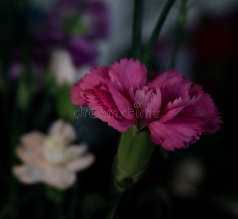 Dark Red Carnation Flowers On Field (toned) Stock Image Image of