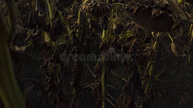 Dark close-up view of dry sunflowers in autumn season