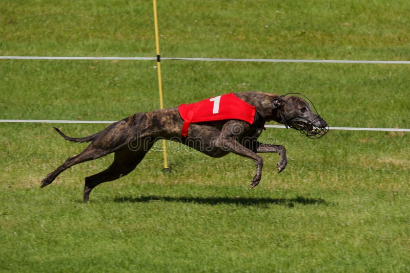 Greyhound Racing Dogs Being Led Down the Track at Southland Racing and