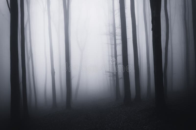 Dark creepy spooky forest on Halloween with the fog