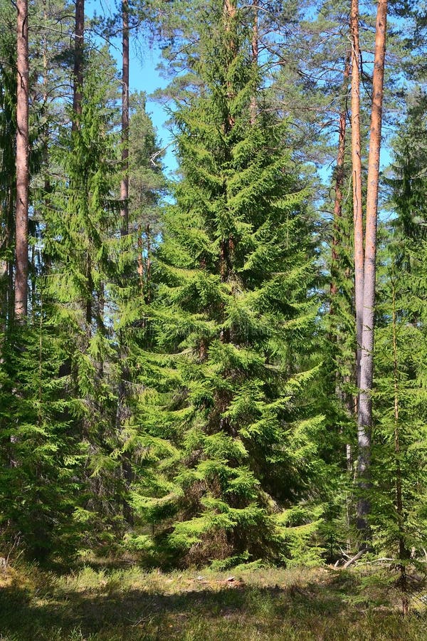 Dark Forest with Fir and Pine Trees at the Summer Stock Image Image