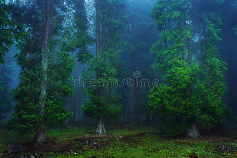 401790 Dark Forest Stock Photos Free And Royalty Free Stock Photos