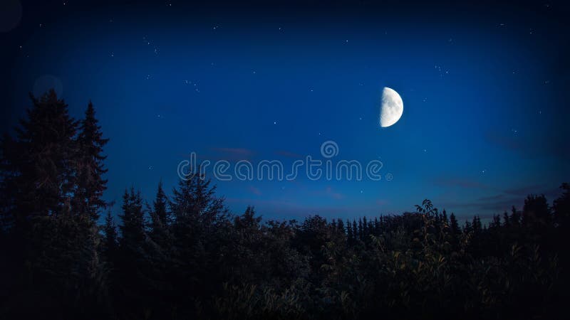 Dark Forest Night With Bright Big Moon And Stars - Beautiful Landscape Background