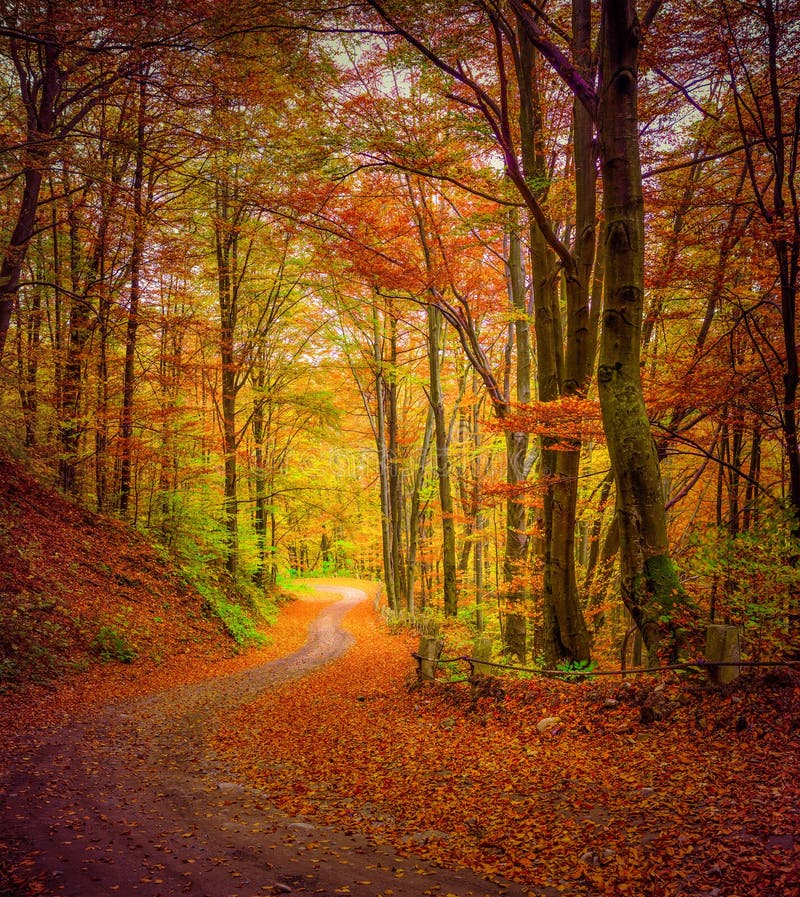Dark strada forestale nella foresta di autunno.
