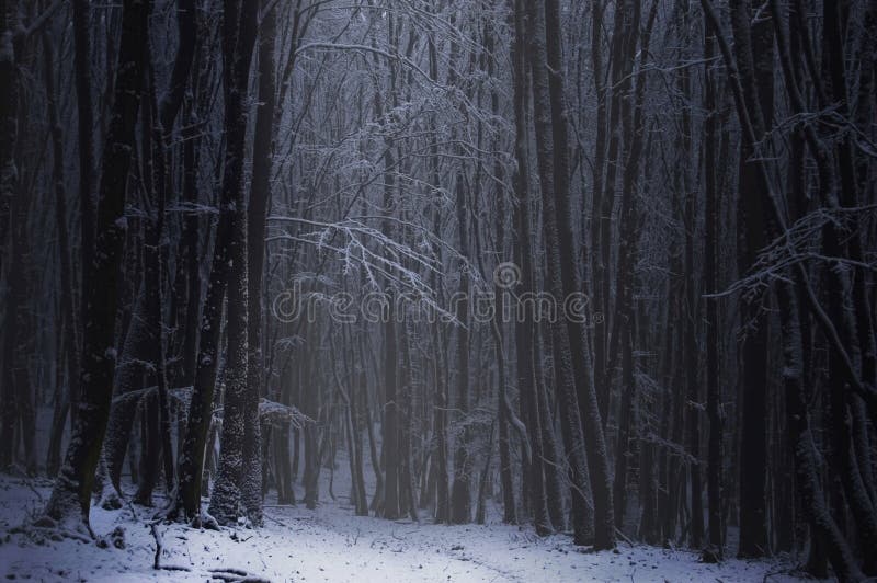 Dark Forest with Snow in Winter Stock Photo - Image of rain, landscape