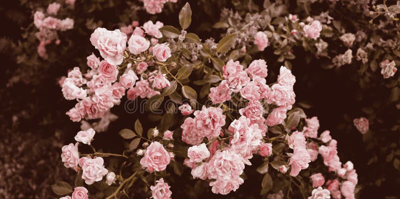 Dark Bush with Romantic White Flowers Stock Photo - Image of grove, daisy: 221244170 Dark Bush with Romantic White Flowers Stock Photo - Image of grove, daisy: 221244170