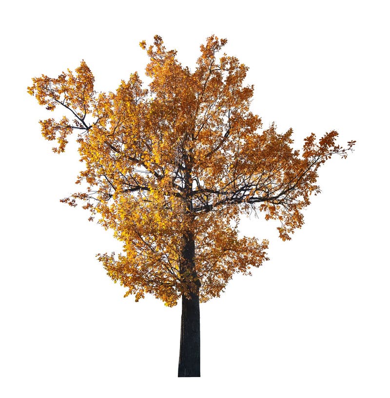 Dark gold fall oak isolated on white