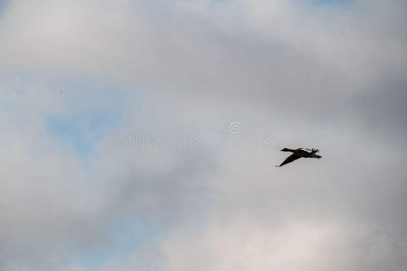 A dark goose flies along the sky in front of a cloudy sky