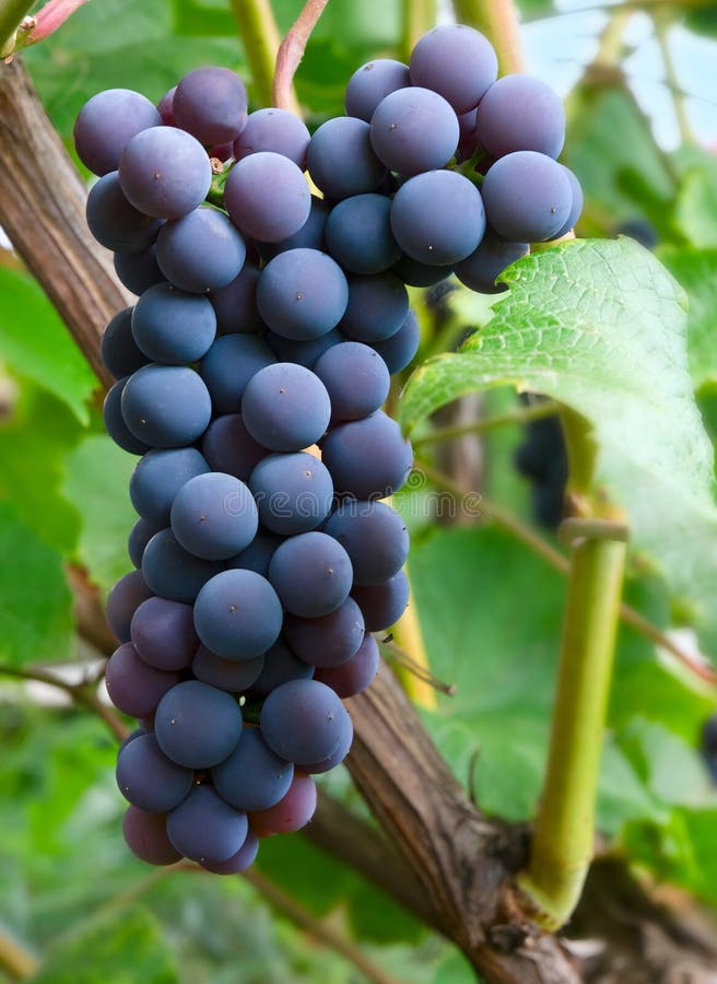 Dark grapes