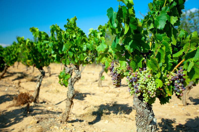 Dark grapes for wine on canes, sand wine from France