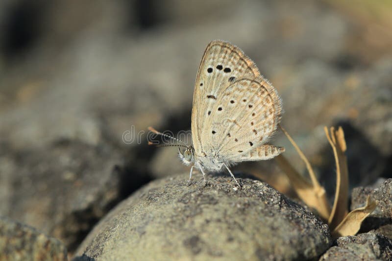Dark grass blue butterfly royalty free stock photo