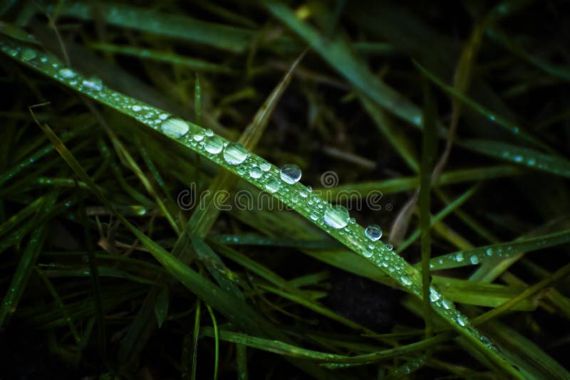 Dark Grass Dew royalty free stock photo