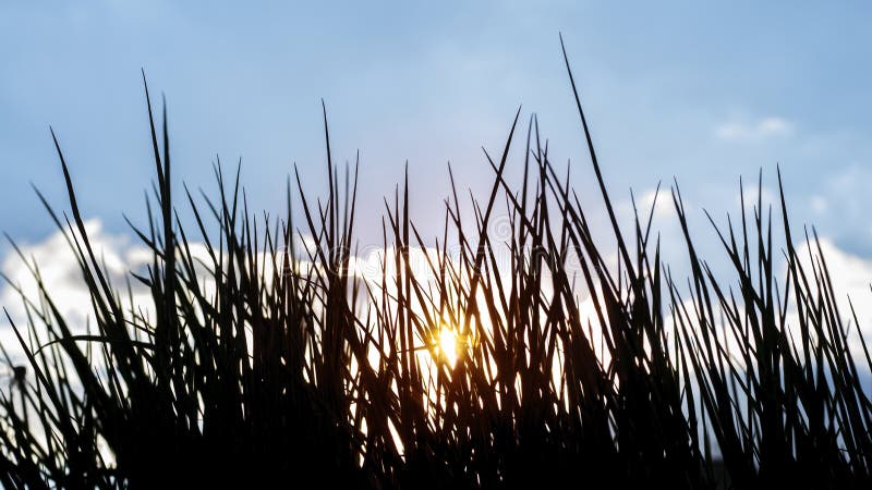 Dark grass silhouette during sunset. stock image