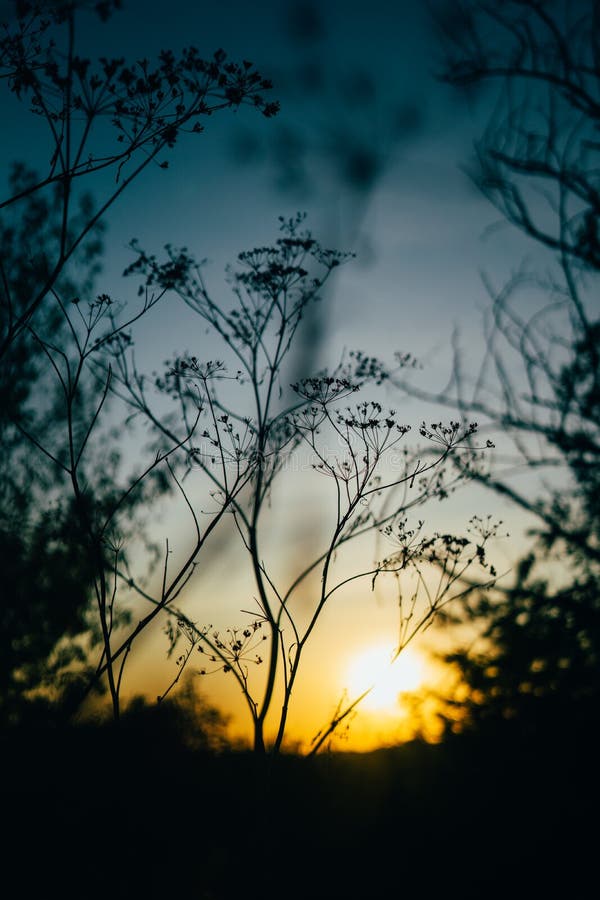Dark grass silhouettes on sunset sky background stock image