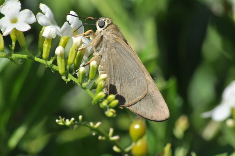 Dark Grass Skipper Butterfly on a white flower stock photo