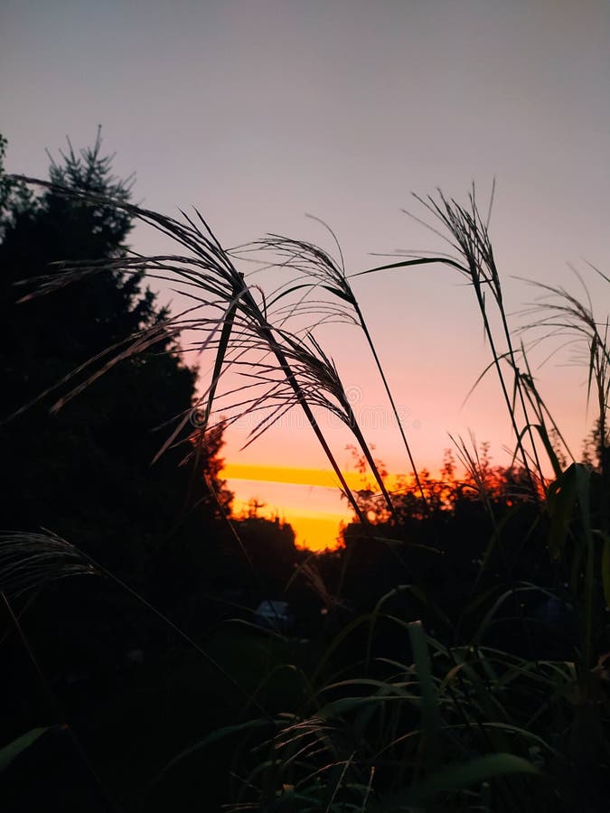 Dark grass royalty free stock image