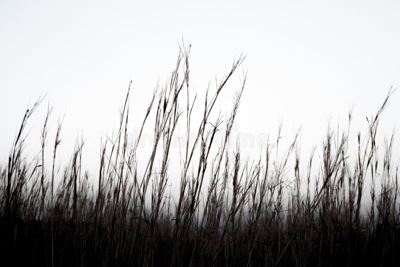 Dark grass stock photo