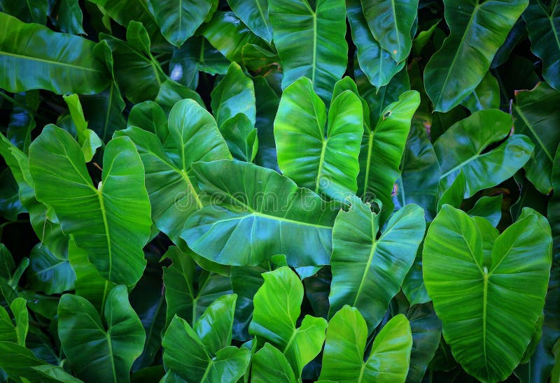 Dark Green Bonnie Tropical Garden Decoration Images for Natural ...