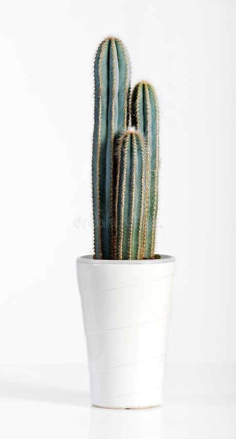 Dark Green Cactus Plant on White Pot