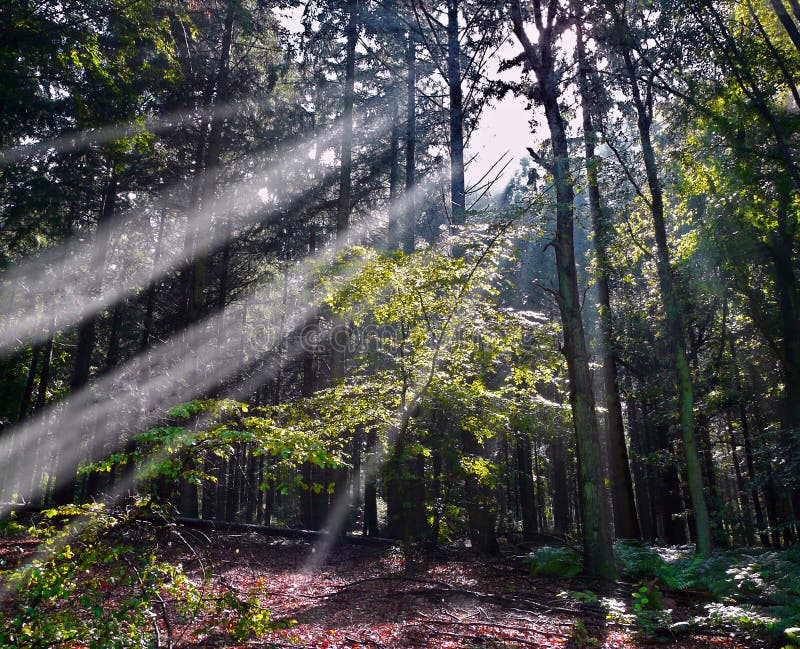 Dark green forest