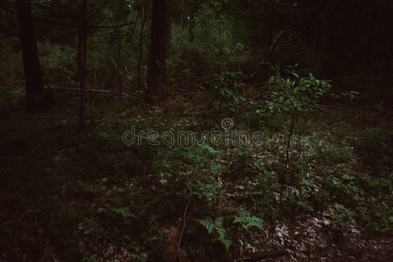 Dark Green Forest Foliage on Summertime Evening Stock Image Image of