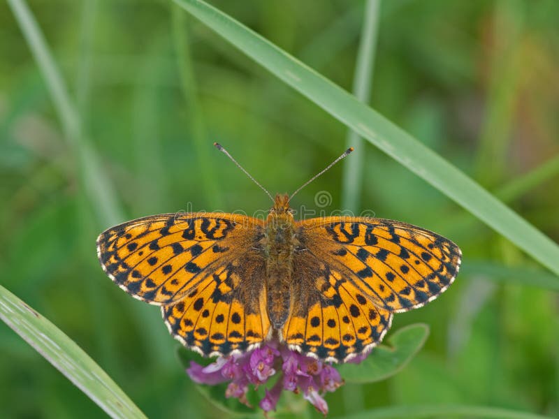 Dark green fritillary royalty free stock photography Dark green fritillary royalty free stock photography