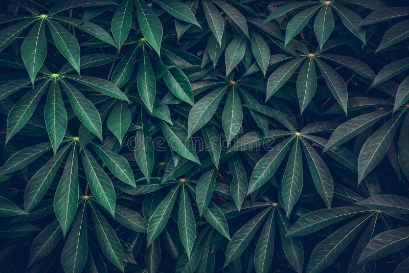 Dark Green Leaves  Leaves Pattern Background, Natural  Background and Wallpaper Stock Photo - Image of background, flora: 156370828