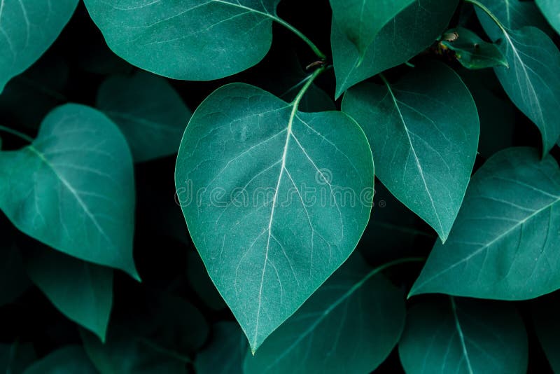 Dark Green Leaves Close Up View, Nature Template Background, Selective Stock Photo - Image of flat, herb: 220338830