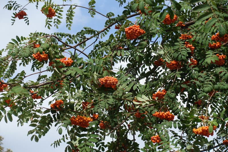 Dark Green Leaves and Orange Berries of Sorbus Aucuparia Stock Image ...