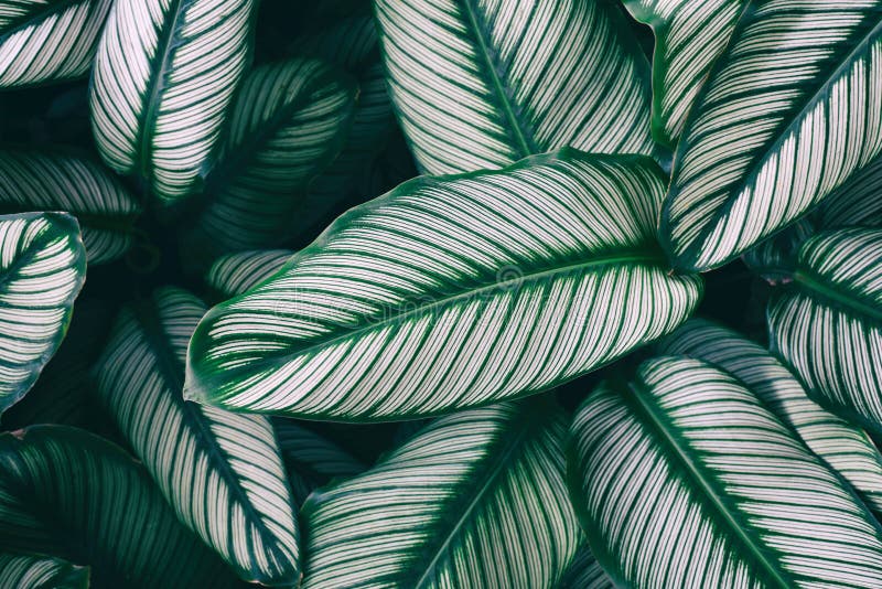 Dark Green Leaves Pattern Background, Beautiful Leaf Pattern Texture for  Wallpaper and Backdrop. Natural Background Stock Image - Image of color,  jungle: 184310517