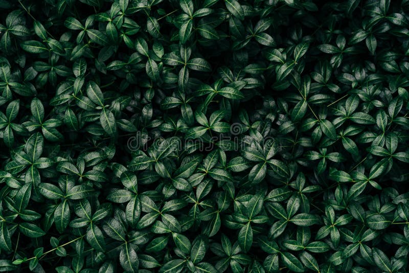 Dark Green Leaves Pattern Background, Natural Background and Wallpaper. Black Tropical Abstract Green Grass Texture Stock Image - Image of ecology, nature: 226189795 Dark Green Leaves Pattern Background, Natural Background and Wallpaper. Black Tropical Abstract Green Grass Texture Stock Image - Image of ecology, nature: 226189795