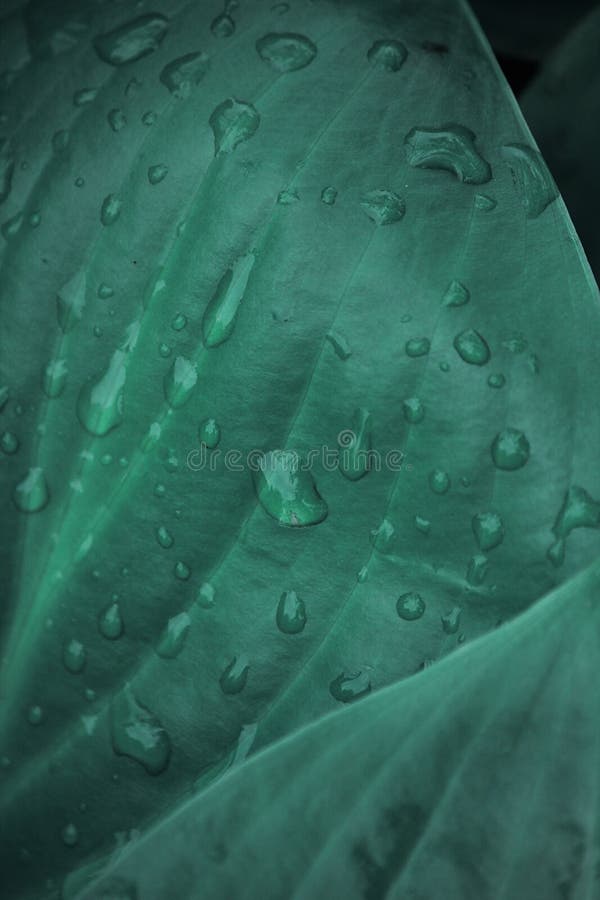 Dark Green Leaves with Raindrops or Dew Stock Image Image of
