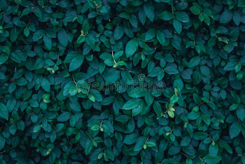 Dark green leaves texture